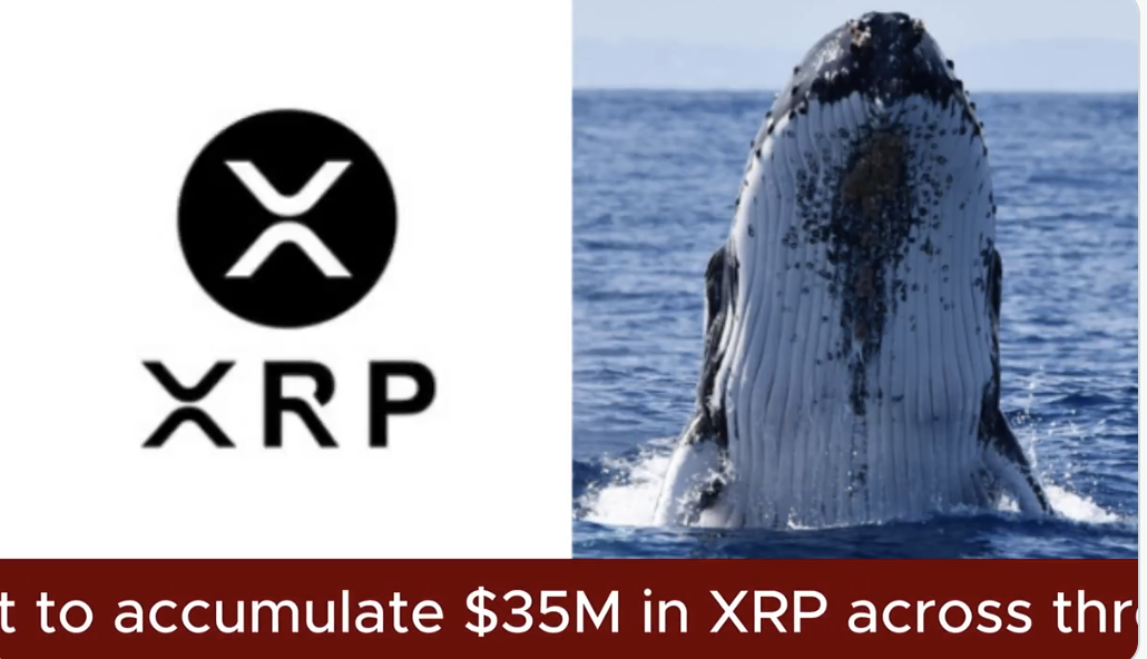 CRYPTO: A MYSTERY WHALE BOUGHT $35 MILLION IN XRP IN LESS THAN AN HOUR USING AN ALGORITHMIC BOT